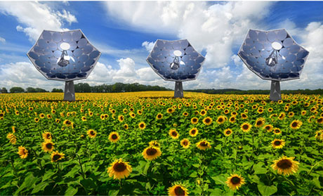 Figure 2: Three energy-harvesting “sunflowers” in a field of conventional sunflowers