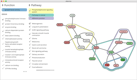 Figure 1: Optimal Heinz module along with enriched functional and pathway categories using eXamine.