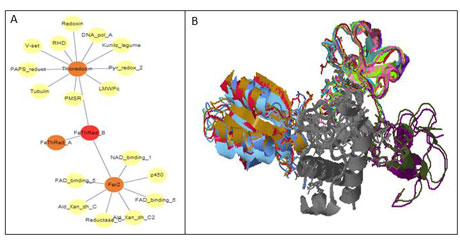 Figure 1: Kbdock answers for a given domain (PF02943: FeThRed_B or Ferredoxin-Thioredoxin Reductase beta chain): (A) the graph of DDIs around this domain in Kbdock (depth = 2); (B) the superposed 3D DDI instances involving this domain. 