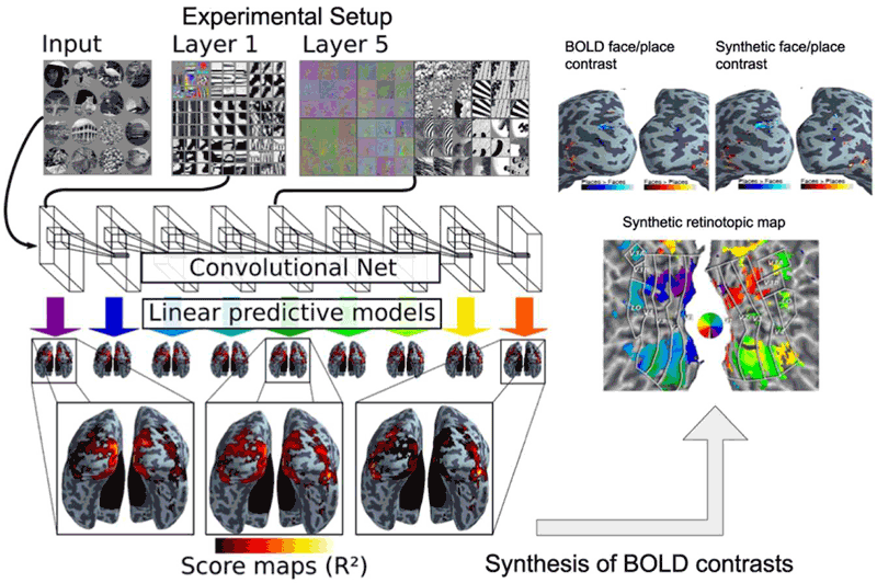 Figure 1: Convolutional network image representations of different layer depth explain brain activity throughout the full ventral visual stream.  This mapping follows the known hierarchical organisation.  Results from both static images and video stimuli.  A model of brain activity for the full brain, based on the convolutional network, can synthesise brain maps for other visual experiments. Only deep models can reproduce observed BOLD activity.