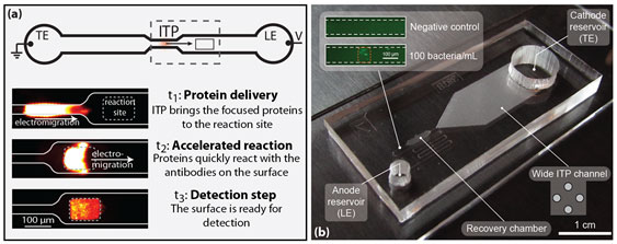 Figure 2: Two applications of ITP for in-vitro diagnostics we pursue. (a) In an ITP-based immunoassay, proteins are focused and delivered to a reaction site, where the enhanced concentration drives an accelerated reaction. (b) A device for ITP focusing from large sample volumes. The inset shows bacteria focused from an initial concentration of 100 bacteria/mL.