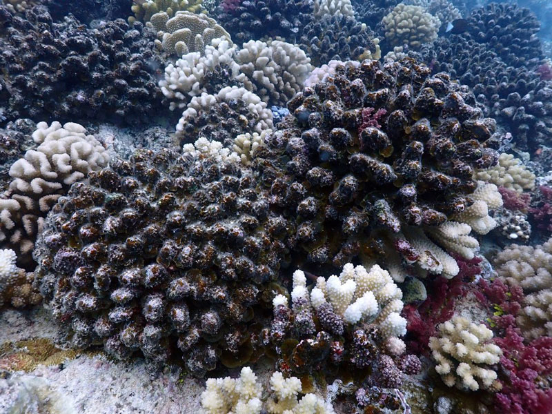 Figure 1: Spring-2019 Coral Bleaching event in Moorea Dead (Pocillopora) colonies have been covered by algae. Source: Berkeley Institute of Data Science [L3]