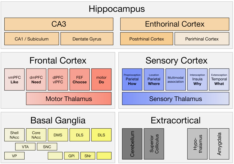 Figure 1: This global architecture of the brain can be considered to be made of five cortico-basal loops and their main afferents from hippocampus and other extra-cortical structures. The three most central loops, which implement higher cognitive functions, include granular frontal areas. 