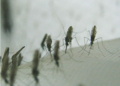 Mosquitoes from an Anopheles gambiae laboratory colony, "resting" in the authors' laboratory.