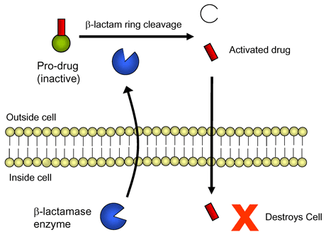 Figure 1: Simple schematic representation of activation of pro-drug molecule as a result of cleavage by a b-lactamase enzyme (blue) released by the bacterial cell. Activation results in the release of the active anti-microbial component (red) which enters the cell and destroys it.