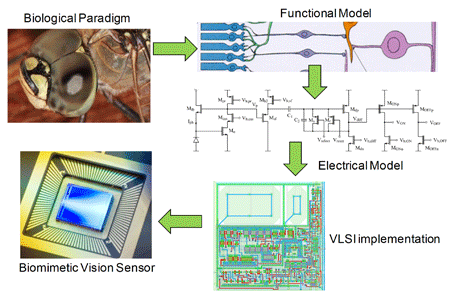 Figure 1. Biology guides vision and image sensor development.