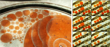 Figure 1: From left: A) Belousov–Zhabotinsky activation waves propagating in 1 to 10 millimeter sized lipid-coated droplets in oil (Credit: Gorecki Lab, Warsaw). (B) Manually aligned droplets of BZ-reaction medium (Credit:  Josephine Corsi, Univ. of Southampton).