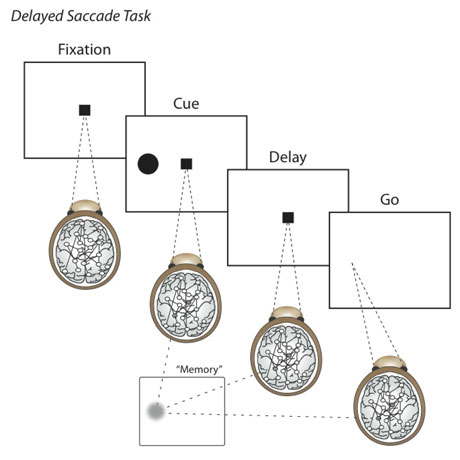 Figure 1: Delayed Saccade Task (Source: CWI)