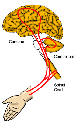Figure 1: A simplified view of motor control loops of the hand arm system: It contains at least three cascaded feedback loops, involving the spinal cord, the cerebellum, and motor centra in the cerebral cortex.