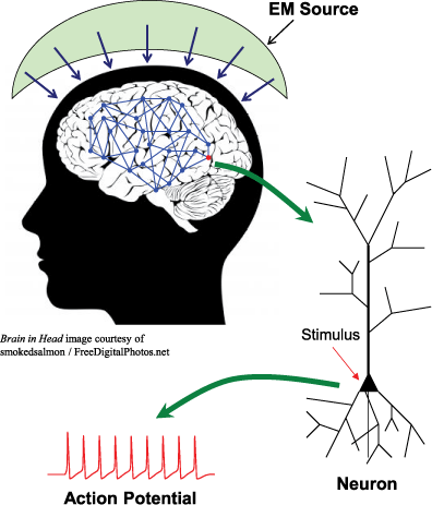 Figure 1: propagation of RF waves to a neuron. The generated EM waves near the head propagate to the brain through the skull. Neurons in the network could be stimulated, and the action potential occurring on the membrane potential of neurons could be affected.