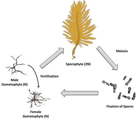 Figure 1: A schematic representation of the annual life cycle of the invasive kelp species Undaria pinnatifida, which alternates between the microscopic gametophyte stages and the sporophyte stage (which can grow up to 3 metres in length).