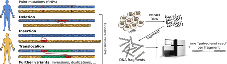 Figure 1: Left: Different classes of genetic variants in human genomes. Right: Next-generation sequencing, only after breaking up DNA in small fragments, one can read the DNA – however, deletions and insertions of length 30-200 letters now are very difficult to spot. We have eliminated this blind spot in discovery by developing new algorithms.