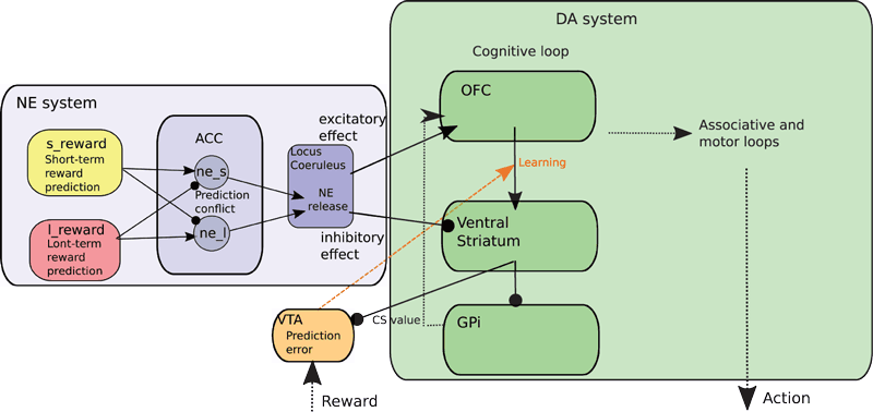 Example of a large scale model described in [3], studying the interactions between two systems in the brain, respectively influenced by noradrenaline (NE, released by Locus Coeruleus) and dopamine (DA, released by VTA) and involving different regions of the loops between the prefrontal cortex (ACC, OFC) and the basal ganglia (Ventral Striatum, GPi). The NE system evaluates the level of non-stationarity of sensory input and modifies accordingly the level of attention on sensory cues, resulting in a shift between exploitation of previously learned rules and exploration of new rules in the DA system performing action selection. 