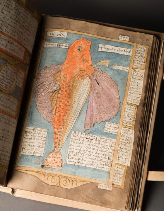 Figure 1: Preserved knowledge of fish, from Adriaen Coenensz’ ‘Visboeck’, 1579, the National Library of the Netherlands. Location: KB Den Haag, KW 78 E 54 fol. 346r