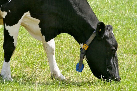 Figure 1: A cow equipped with an activity meter.