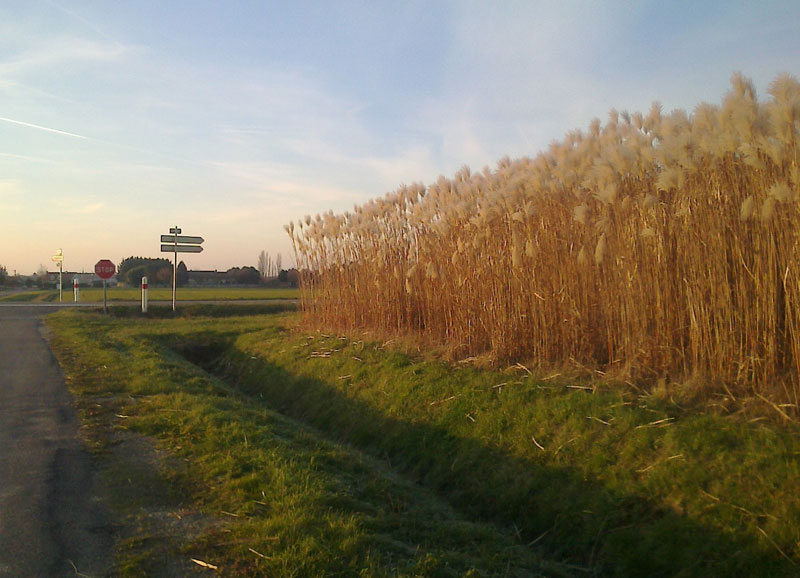 Figure 1: A Miscanthus field in Burgundy.