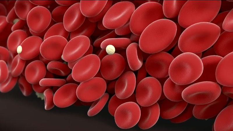Figure 2: Simulation of flow of red blood cells and platelets.