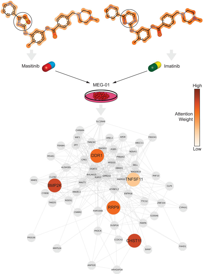 Figure 2: Neural attention on molecules and genes. Top: The molecular attention maps on the top demonstrate how the model’s attention is shifted when the Thiazole group (Masitinib, left) is replaced by a Piperazine group (Imatinib, right). The change in attention across the two molecules is particularly concentrated around the affected rings, signifying that these functional groups play an important role in the mechanism of action for these Tyrosine-Kinase inhibitors when they act on a CML cell line.  Bottom: The gene attention plot depicts the most attended genes of the CML cell line, all of which can be linked to leukemia.