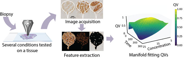 Figure 1: Schematic workflow for the processing of a tissue to obtain the quality value (QV) parameter manifold.