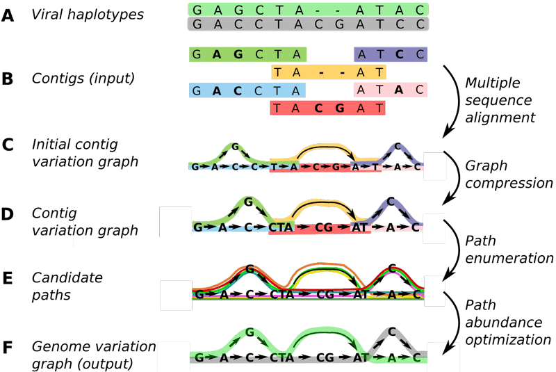 Figure 1: At CWI, researchers have developed Virus-VG, an algorithm that is more reliable and convenient to use for assembling viral quasispecies than earlier methods. Picture: CWI.