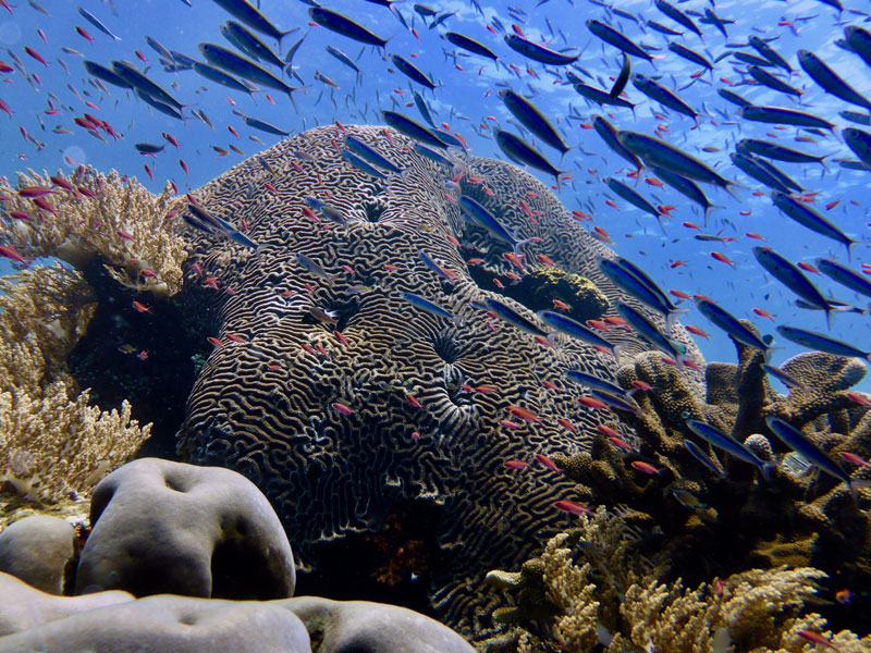 The World Coral Conservatory: Offering New Hope for Corals