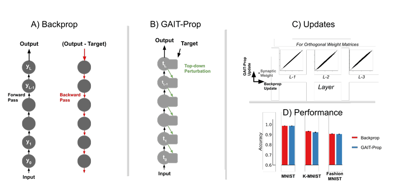 Figure 1: Comparison of standard backpropagation with our proposed GAIT-Prop method. In sections A) and B), circles indicate layers of a deep neural network. A) In backpropagation, all neuron activations yi in each layer i of the network need to be stored during a forward pass, and then the network activity halted so that that weights can be updated in a separate backward pass based on a global error signal. B) In GAIT-Prop, a top-down perturbation circuit is described which can transmit target values ti required to compute weight updates locally at each unit by making use of the dynamics of the system. C) Under particular constraints, GAIT-Prop produces identical weight updates compared to Backprop. D) This is also exhibited during training where on a range of benchmark datasets (MNIST, KMNIST, and Fashion MNIST) GAIT-Prop matches the performance of backpropagation.