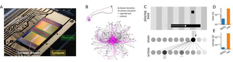 Figure 1: (A) Photograph of the BrainScaleS chip with false-colour overlay of some of its components. (B) 100 paths travelled by an emulated insect swarming out from its nest, exploring the world (grey) and returning home (pink). (C) Emulated Pong agent and associated spiking network. Emulation time and energy consumption compared to state-of-the art simulations shown in (D) and (E).