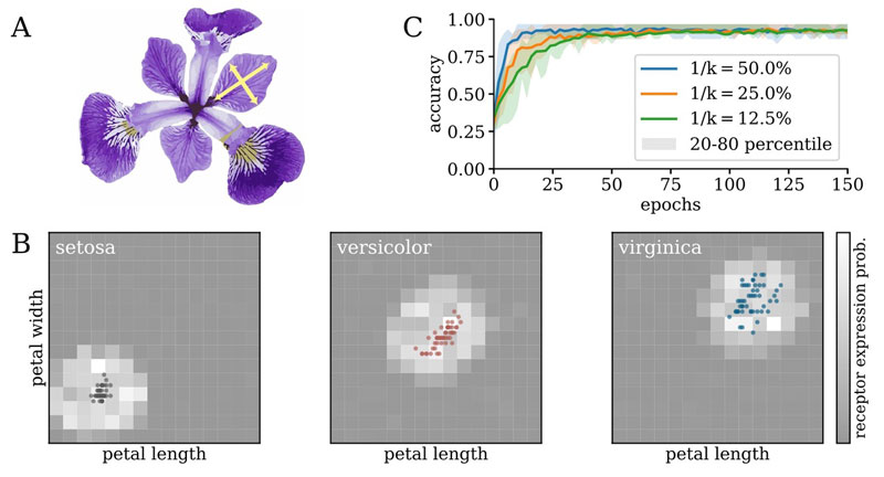 Figure 2: (A) Different species of Iris can be distinguished by the shape of their flowers’ petals. (B) Structural changes to the connectome of an emulated classifier organize appropriate receptive fields even for very sparse connectivity throughout the experiment. (C) Evolution of classification accuracy during training for different sparsity levels.
