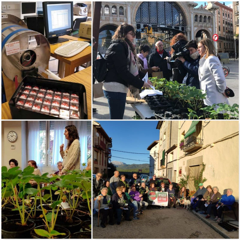 Figure 2: Clockwise from upper left: a) Highly sensitive 2G 755 superconducting magnetometer (10-12 A m2) with alternating field demagnetiser system, used for SIRM analysis, b) Distributing strawberry pots in Zaragoza, c) Distributing strawberry pots in a retirement home, d) Distributing strawberry pots La Puebla de Fantova (Aragón-Pyrenees).