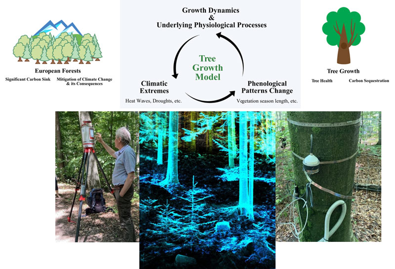 Figure 1: Top row: the basic concept of the AI4Trees project targeting development of a single tree growth model integrating climatic extremes and phenological patterns change. Bottom row: Data collection through TLS (left) providing a 3D image of the surroundings (middle), and dendrometer measuring tree growth (right).