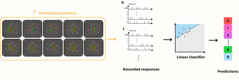 Figure 1: Overview of the Biological Reservoir Computing (BRC) concept. A multi-electrode array (MEA) acts as a two-way interface to a cultured biological neural network, allowing us to both stimulate the living neurons and record their responses. Inputs are represented by activating specific electrodes, which deliver controlled electrical pulses to the network. The resulting neural activity is captured through other electrodes and converted into rich, high-dimensional patterns that encode the input in a latent computational space. Because the network’s dynamics are complex and adaptive, this transformation is highly nonlinear. Finally, a simple linear model is trained to classify the original input based on these patterns.