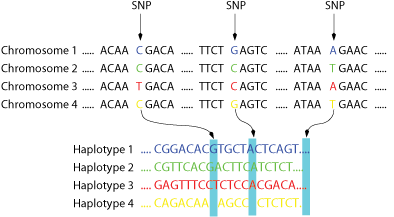 Figure 1: A family of four chromosomes in which the SNPs are highlighted is shown on top.  Below the corresponding haplotypes.