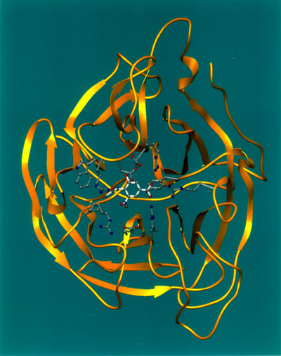Figure 1: Depiction of the Influenza virus protein (neuraminidase) structure, using the NASA Ribbons program. Image courtesy of NASA.