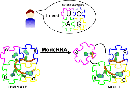 Figure 1: ModeRNA builds a 3D model of an RNA molecule based on a template structure and an alignment of two sequences.