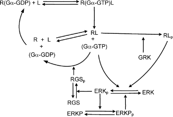 Figure 1: The reaction scheme of the kinetic model describing fast (G protein coupled) and slow (b-arrestin coupled) transmission).