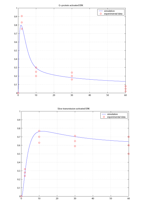 Figure 2: The simulation results of the model describing fast (G protein coupled) and slow (b-arrestin coupled) transmission.