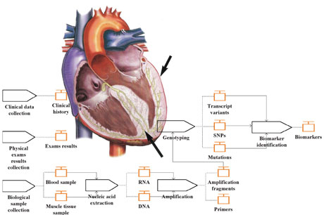 Figure 1: Model of a human heart showing the thickening of the left ventricular wall, and the HCM characterization workflow, comprising all modelling activities.