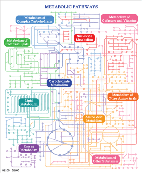 Figure 1: Metabolic pathways. From KEGG database http://www.genome.jp/kegg/