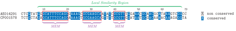 Figure 1: Different anchors for whole genome alignment. Alignment of fragments of Brucella suis and B. microtii genomes showing on one hand Maximal Exact Matches (MEM) of length > 5 and a (much longer) Local Alignment. Identical bases are shown in blue background color.