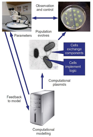 Figure 1: Representation of the structure/function of the BACTOCOM device.