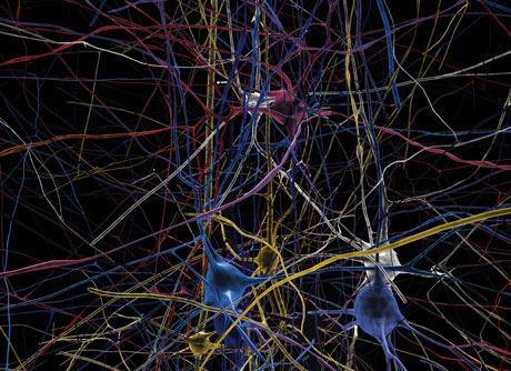 Simulated neural network. The brain, with its billions of interconnected neurons, is without any doubt the most complex organ in the body and it will be a long time before we understand all its mysteries. © Blue Brain/HBP.