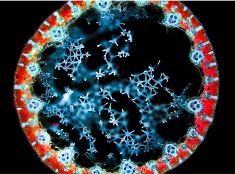 Brandner, D. and Withers, G. (2010) Images of fluorescence micrograph showing the cross-section of bulrush (Juncus sp.) leaf, autofluorescing red (chlorophyll on external side of leaf) and blue (vascular bundles). The Cell: An Image Library, www.cellimagelibrary.org, CIL numbers 10106, 10107, and 10108, ASCB
