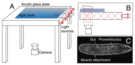 Figure 2: a) System overview: Light sources are integrated into the tracking stage, which is covered by an agar layer. The camera captures the reflected light from underneath.  b) FTIR principle: Light (red lines) passes from the glass into the agar and is frustrated at the agar/larva contact area, where it can pass through the layers and is captured by the camera.  c) Resultant image of a single larva: Several internal organs are highlighted.