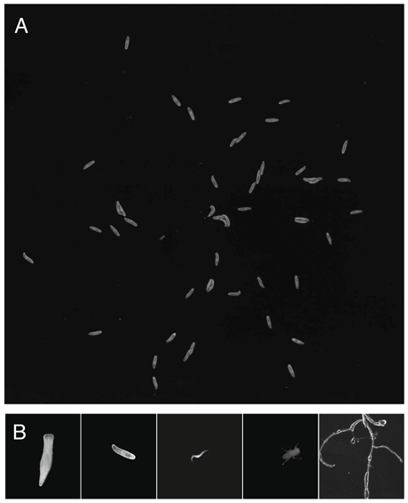Figure 1: a): Resultant image of dozens of larvae: Raw image (neither image enhancement nor background subtraction) showing larvae of different sizes. b) FIM offers a wide range of applications: Planarian, Drosophila larva, C. elegans, adult Drosophila fly, Arabidopsis roots (from left to right)