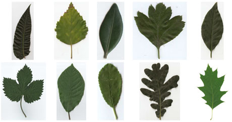 Figure 1: Samples from our dataset (different scales): First row -  Ailanthus altissima,  Betula pubescens,  Buxus sempervirens,  Crataegus monogyna,  Euonymus europaea; Second row -  Humulus lupulus,  Prunus padus,  Prunus spinosa, Quercus robur,  Quercus rubra.