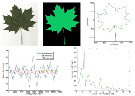 Figure 2: Processing of a leaf (Acer platanoides) - scanning, thresholding, boundary tracing, Fourier kernel functions and magnitude of descriptors.