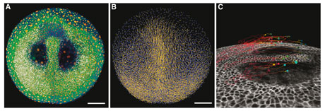 Figure: Zebrafish (Danio rerio) imaged live throughout early development (gastrulation). Snapshots of the tailbud stage.  A: Raw data (fluorescent nuclei and membranes), display with avizo software, data cut at a depth of 100 microns.  B: Display of detected nuclei and cell trajectories, calculated using the BioEmergences workflow (http://www.bioemergences.eu).   A, B scale bar 100 microns. Close up in C to show selected clones (colored cubes) and their trajectories for the past 6 hours, in white an orthoslice of the membrane channel. Pictures by Nadine Peyriéras, BioEmergences.eu, CNRS Gif-sur-Yvette, France. 